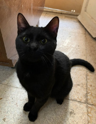 Adopter Salem