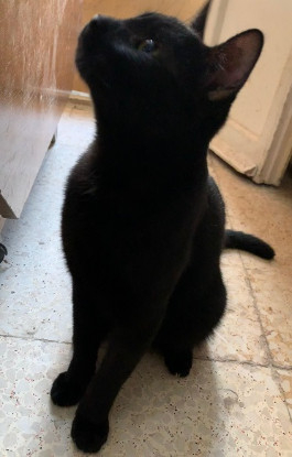 Adopter Salem
