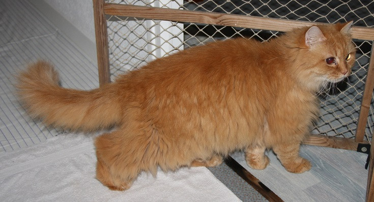 Adopter Garfield
