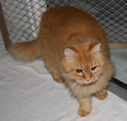 Adopter Garfield