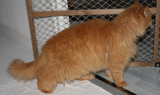 Adoption Garfield