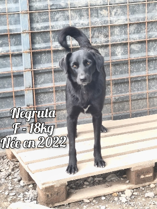 Adopter Negruta