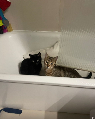 Adopter Nala et nuka