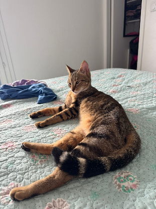 Adopter Nala et nuka