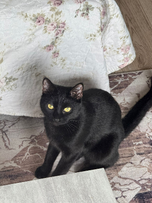 Adopter Nala et nuka