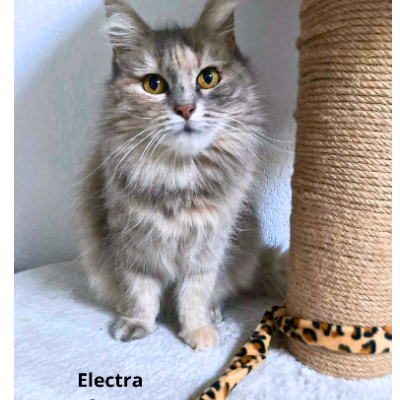 Adopter Electra