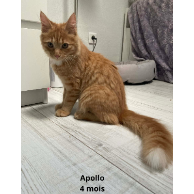 Adopter Apollo