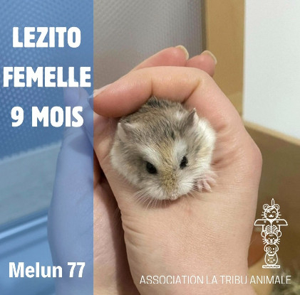 Adopter Lézito