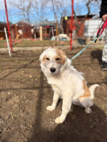 Adopter  chien : Looping