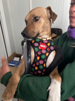 Adopter  chien : Trebol