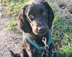 Adopter  chien : Tango