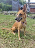 Adopter  chien : Malia