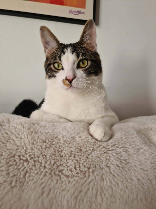Adoption Iris et hermes