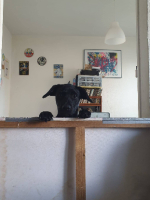 Adopter  chien : Crevette