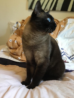 Adopter  chat : Tchan