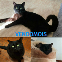 Adopter  chat : Vendomois