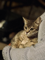 Adopter  chat : Grizio