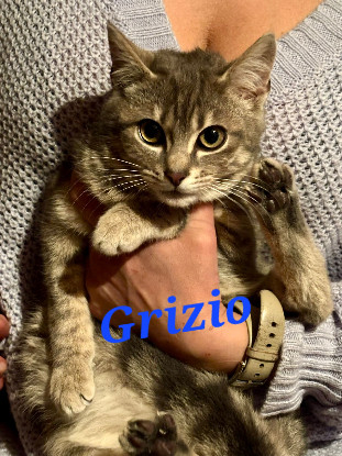 Adopter Grizio