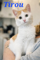 Adopter  chat : Tirou