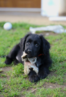 Adopter  chien : Atoll