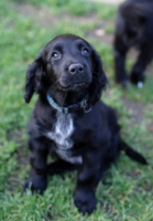 Adopter  chien : Arlos