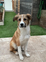 Adopter  chien : Nougat