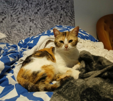 Adopter  chat : Bardot
