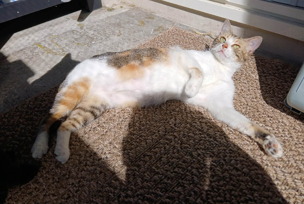 Adopter Bardot