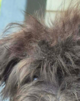 Adopter  chien : Roumie