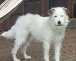 Adopter  chien : Bouillette