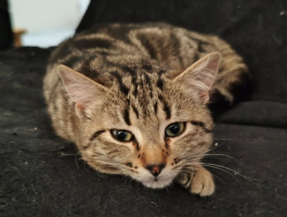 Adopter  chat : Abeille