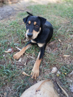 Adopter  chien : Noto