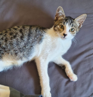 Adopter  chat : Frimousse