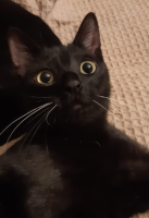 Adopter  chat : Rivelaine