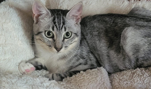 Adopter  chat : Eclair