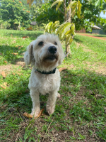 Adopter  chien : Titou