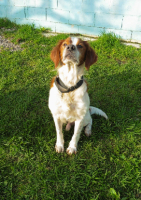 Adopter  chien : Gintonic