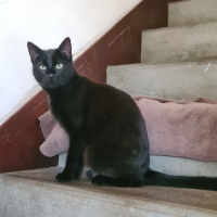 Adopter  chat : Brume