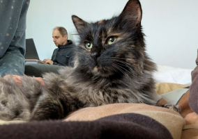 Adopter  chat : Hope