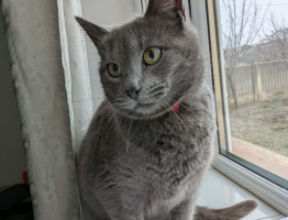 Adopter  chat : Joyy