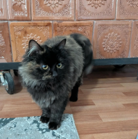 Adopter  chat : Grace