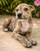 Adopter  chien : Marqui