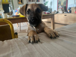 Adopter  chien : Baiko