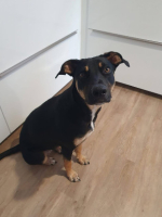 Adopter  chien : Shaya