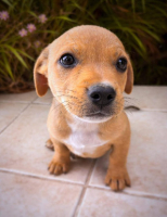 Adopter  chien : Mallow