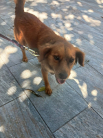 Adopter  chien : Linoone