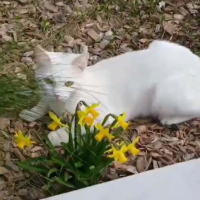 Adopter  chat : Kiki