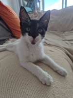 Adopter  chat : Batman