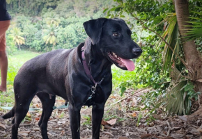 Adopter  chien : Taormine