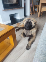 Adopter  chien : Lyra